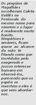 Caixa de texto: Os pingins de Magalhes escolheram Caleta Valds na Pennsula  do mesmo nome para  viverem e o lugar  realmente muito bonito.  Simpticos e   amveis, ficam  quase  ao  alcance  da  mo  te fitando como que incrdulos pelo exagerado e jocoso interesse humano em  observ-los, parecendo que os papis se invertem e eles  que vem abordar-nos.